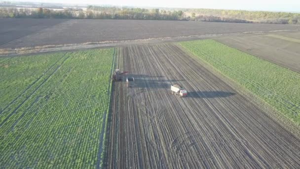 Zuckerrübenernte Mähdrescher Und Autos Entfernen Wurzelpflanzen Vom Feld Luftaufnahmen Von — Stockvideo