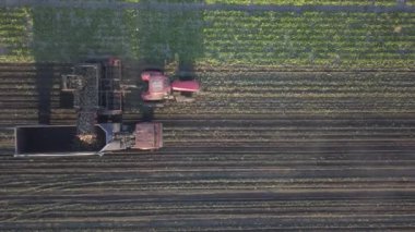 Şeker pancarı hasat ediyorum. Kombine ve arabalar tarladan kök ekinleri topluyor. İnsansız hava aracı ya da kuadrokopterden yapılan hava taraması. Çiftlikte sonbahar tarlası işi. Şeker üretimi için hammadde hasat ediliyor.