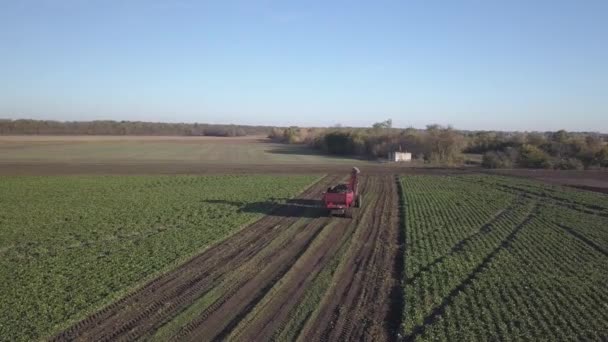 사탕무를 수확하는 결합되고 자동차들 농작물을 들에서 결과입니다 가을에는 농장에서 일한다 — 비디오