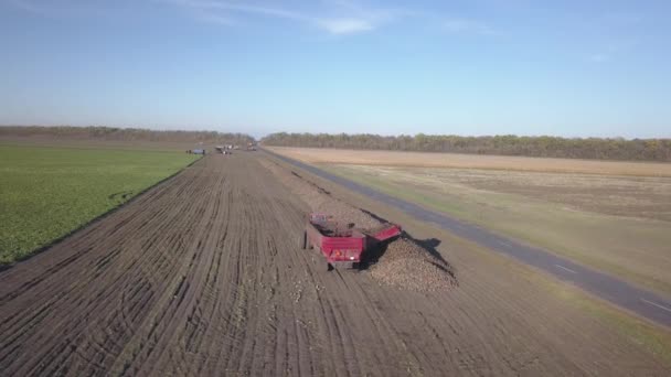 Raccolta Barbabietole Zucchero Combinazioni Auto Rimuovono Radici Dal Campo Rilevamento — Video Stock