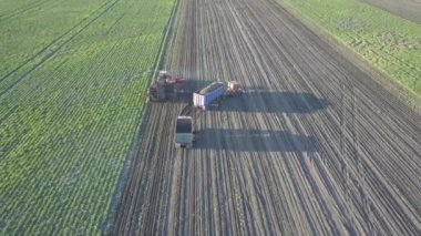 Şeker pancarı hasat ediyorum. Kombine ve arabalar tarladan kök ekinleri topluyor. İnsansız hava aracı ya da kuadrokopterden yapılan hava taraması. Çiftlikte sonbahar tarlası işi. Şeker üretimi için hammadde hasat ediliyor.