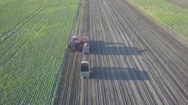 Şeker pancarı hasat ediyorum. Kombine ve arabalar tarladan kök ekinleri topluyor. İnsansız hava aracı ya da kuadrokopterden yapılan hava taraması. Çiftlikte sonbahar tarlası işi. Şeker üretimi için hammadde hasat ediliyor.