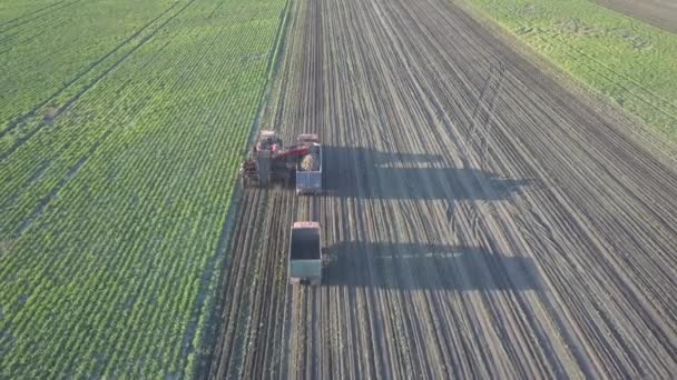 Suikerbieten Oogsten Combines Auto Verwijderen Wortelgewassen Uit Het Veld Luchtfoto — Stockvideo