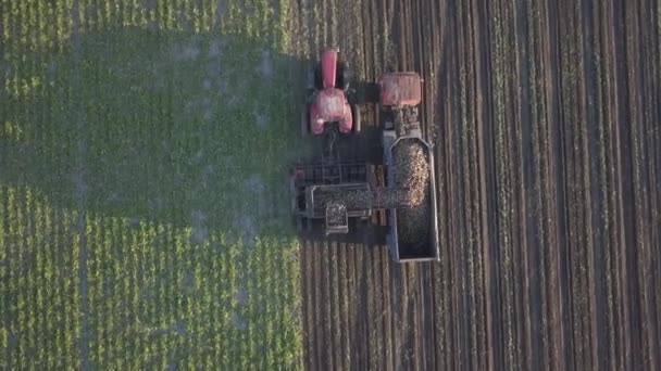 Harvesting Sugar Beets Combines Cars Remove Root Crops Field Aerial — Stock Video