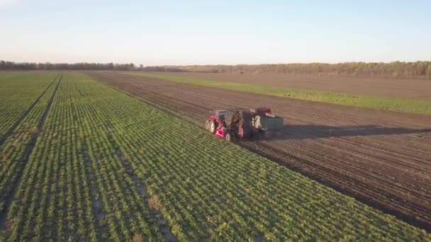 사탕무를 수확하는 결합되고 자동차들 농작물을 들에서 결과입니다 가을에는 농장에서 일한다 — 비디오