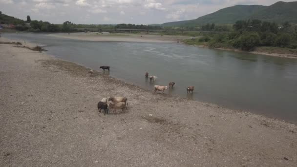 一群奶牛在山河岸边吃草 无人机或四联复印机的空中摄影 养牛讨厌的宠物 炎热的天气在水边休息 从顶部看 — 图库视频影像
