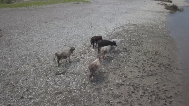 Un troupeau de vaches paissent sur les rives d'une rivière de montagne. Photographie aérienne d'un drone ou d'un quadrocopter. Cultiver du bétail. Animaux non grégés. Reposez-vous près de l'eau par temps chaud. Vue du haut