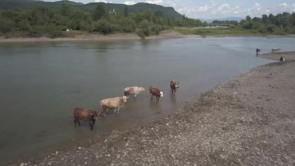 Troupeau Vaches Paissent Sur Les Rives Une Rivière Montagne Photographie — Video