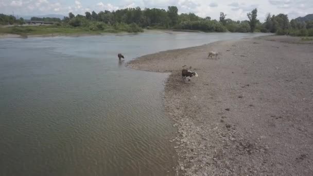 Troupeau Vaches Paissent Sur Les Rives Une Rivière Montagne Photographie — Video