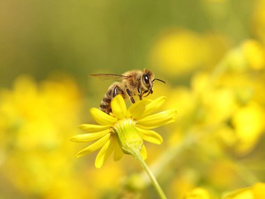 Bir arı, sarı bir kır çiçeğinden nektar toplar. Bulanık bir geçmişi olan bir bitkinin makro böceği. Hasat. Bitki çiçeklerinin tozlaşması. Ilıman bölgenin Flora ve Fauna 'sı. Doğal.
