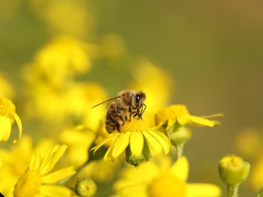Bir arı, sarı bir kır çiçeğinden nektar toplar. Bulanık bir geçmişi olan bir bitkinin makro böceği. Hasat. Bitki çiçeklerinin tozlaşması. Ilıman bölgenin Flora ve Fauna 'sı. Doğal.
