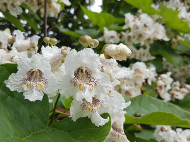 Bir uçak ağacının beyaz cilt yüzeyi. Çiçekli bahar doğası. Böcekler için bir nektar kaynağı. Şehir yeşili alanlar. Çekmek için tatlı bir koku. Dekoratif bitkilerle peyzaj tasarımı. Ağaçların gölgesi için.
