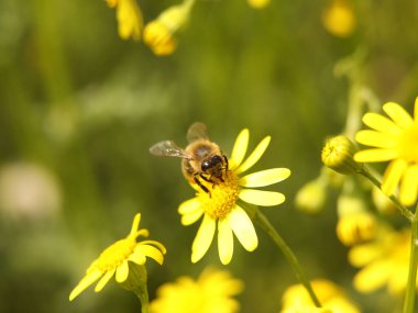 Bir arı, sarı bir kır çiçeğinden nektar toplar. Bulanık bir geçmişi olan bir bitkinin makro böceği. Hasat. Bitki çiçeklerinin tozlaşması. Ilıman bölgenin Flora ve Fauna 'sı. Doğal.