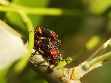 İtfaiyeci böceklerinin çiftleşmesi. Böceklerin üremesi. Bulanık geçmişi olan bir Macro. Böcek ilaçlama mahsulü. Çiçekli bitkilerin tozlaşması. Ilıman bölgenin Flora ve Fauna 'sı. Doğal..
