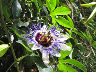 Passiflora mavi subtropikal çiçek. Çiçek açan sıra dışı bitki. Çevre koruma.
