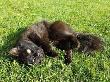 Siyah bir kedi güneşteki yeşil çimlerin üzerinde yatıyor. Eski Mısır 'da saygı duyulan mistik bir hayvan. Stres atmak için. Hayvan terapisi. Doğadaki hayvanlar.
