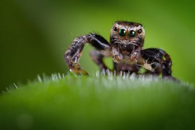 Örümcek ve küçük atlama ve etçil bitki üzerinde çok cesur aphis