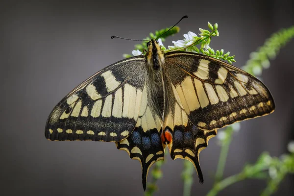 Viejo Mundo Swallowtail Mariposa Sentado Planta — Foto de Stock