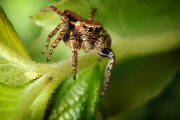 Araignée Sautante Les Petits Aphis Sur Belle Feuille Verte — Photo