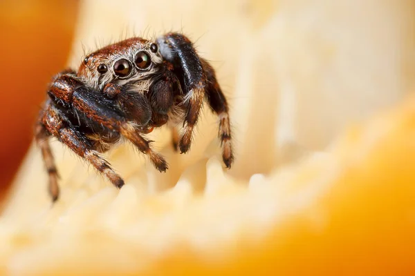 Pfifferlinge Gehören Den Häufigsten Verzehrten Arten Von Wildpilzen Sie Sind — Stockfoto