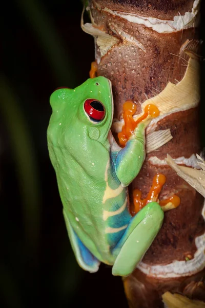 Rana Arborícola Ojos Rojos Trepando Sobre Tallo Planta Fondo Oscuro — Foto de Stock