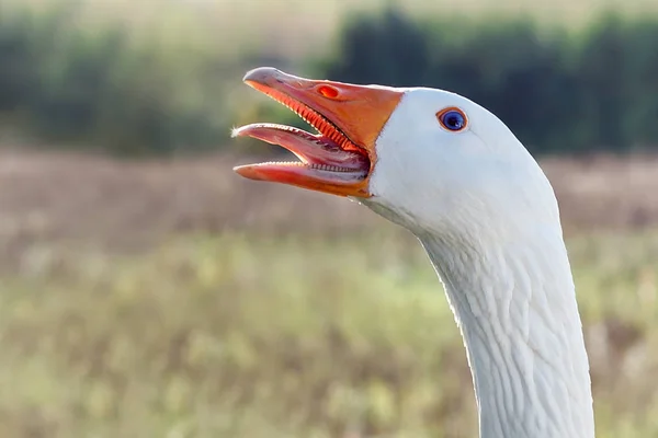 Portrait White Open One Mouth Goose — Stock Photo, Image