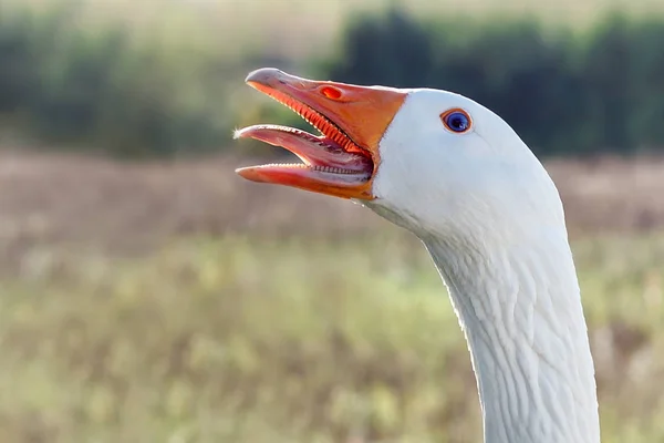 Portré Egy Fehér Nyílt Egy Száj Liba — Stock Fotó