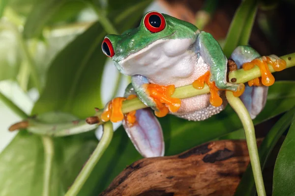 Red Eyed Tree Frog Big Gums Sitting Plant Stem — Stock Photo, Image