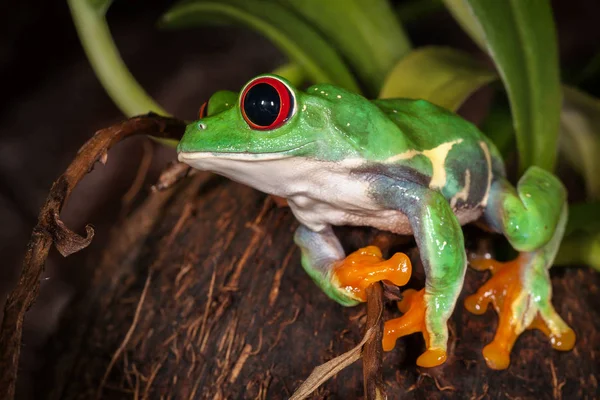 ココナッツとジャンプする準備ができて座っている赤目アマガエル — ストック写真