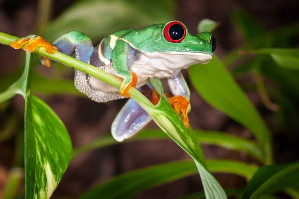 タイトなアマガエル スイング植物とジャンプする準備ができて — ストック写真