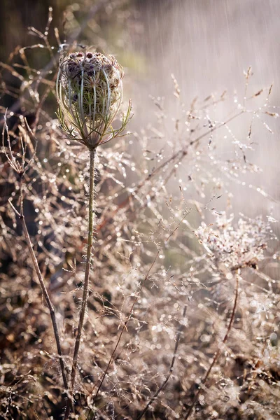 Eine Interessante Trockene Pflanze Und Regen Auf Der Wiese — Stockfoto