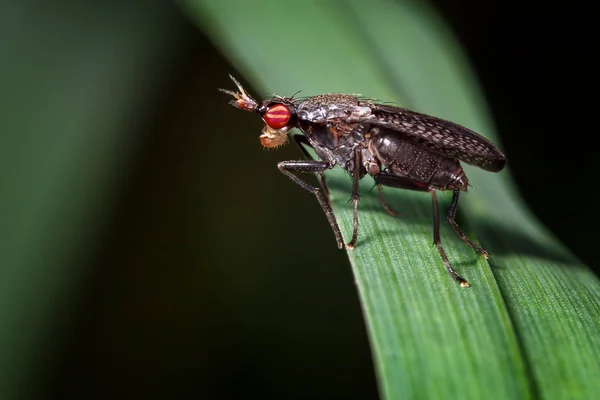 Mosca Piernas Largas Con Ojos Rojos Sentados Macro Hierba Verde — Foto de Stock