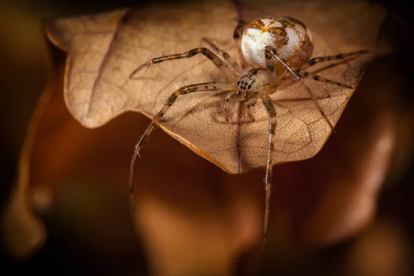 Spider Con Bozzolo Bianco Cammina Sulla Foglia Autunnale Guarda Basso — Foto Stock