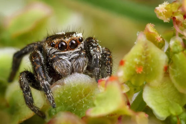 Aranha Saltando Cercada Pela Folhagem Planta Verde Claro Agradável — Fotografia de Stock