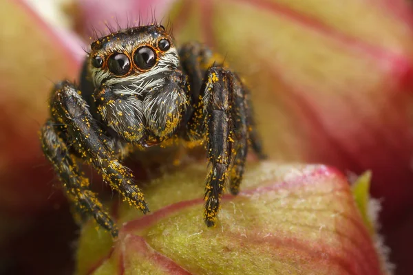 Jumping Spider Yellow Polen Red Buds — Stock Photo, Image