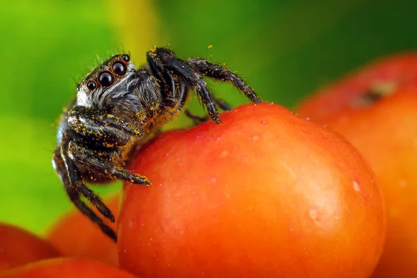Macro Extrema Rowan Berry Araña Saltadora Agradable Con Polen Amarillo — Foto de Stock