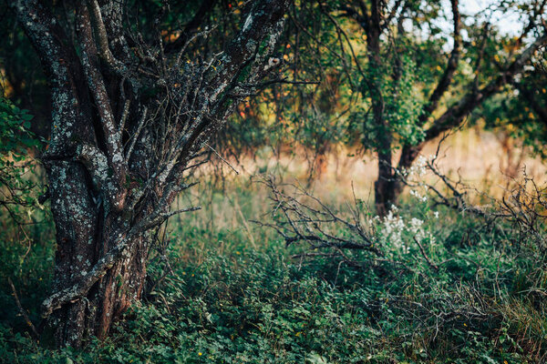 Scary, chaotic, garden with old lichen tree and dry branches on the ground