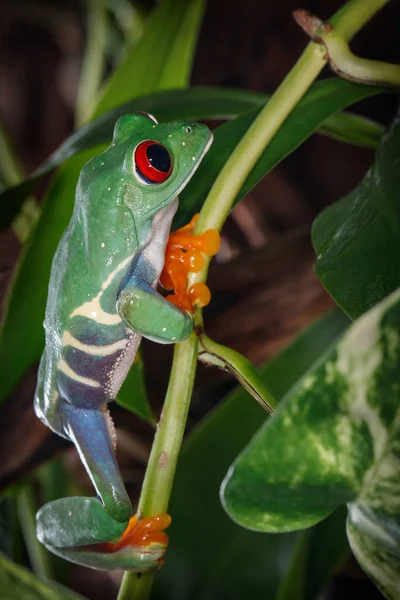 Red eyed tree frog with the help of a plant stem go upstairs