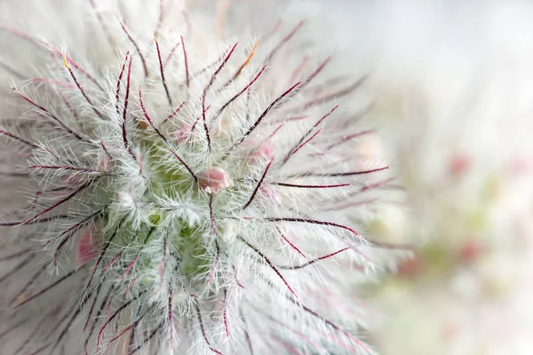 Geum Rivale Der Wasseraven Ist Eine Blühende Pflanze Aus Der — Stockfoto