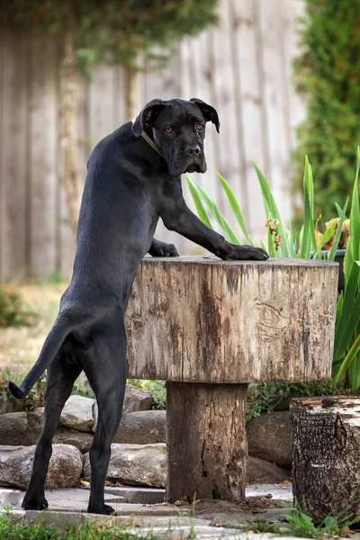 Pies Czarny Cane Corso Stoi Pobliżu Tabeli Dziennika Dziedziniec Zapraszamy — Zdjęcie stockowe