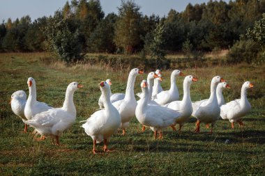 Çok güzel beyaz kazların orman ve yiyecek arayan yakınındaki çayır üzerinde otlatma