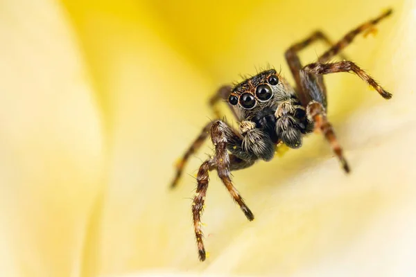 Hnědý Skákavka Žluté Petal Žlutém Pozadí — Stock fotografie