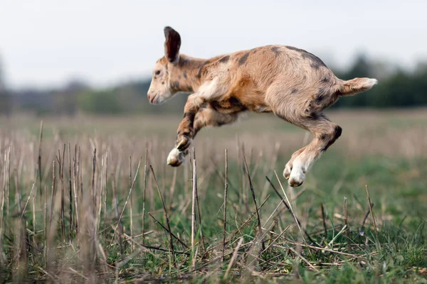 Saut Acrobatique Chèvre Dans Prairie — Photo