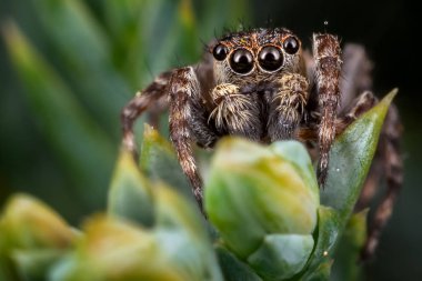 Güzel buzlu yeşil bitki üzerinde kahverengi bir atlama örümcek bırakır