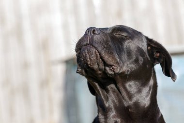 Siyah cane corso köpek yakalamak havada sinek yemek ve çok mutlu görünüyor