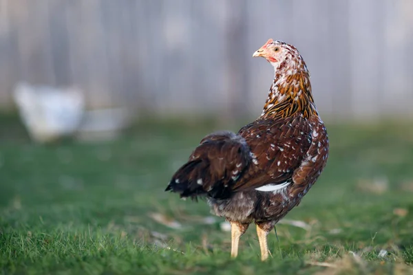 Salpicaduras Gallina Marrón Picotea Comida Patio Del Pueblo Día Soleado —  Fotos de Stock