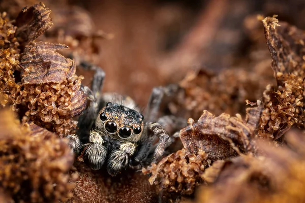 Hintergrund Einer Braunen Kruste Versteckt Sich Eine Braun Springende Spinne — Stockfoto