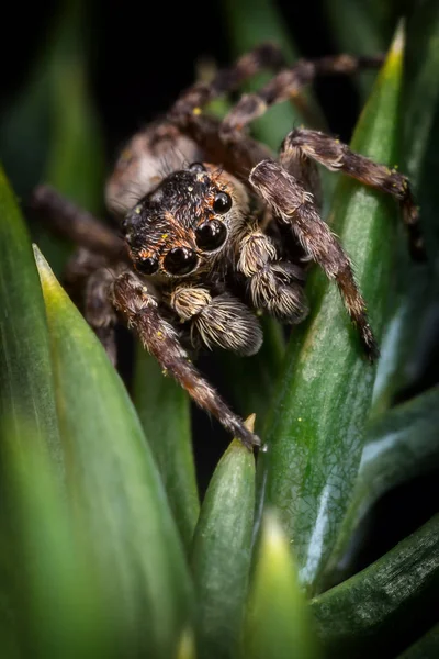 Brun Hoppande Spindel Fin Frostad Grön Planta Lämnar — Stockfoto