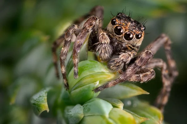 Uma Aranha Saltando Marrom Nas Folhas Verdes Geadas Agradáveis Planta — Fotografia de Stock