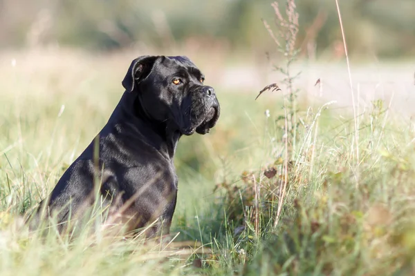 Portret Van Achtersteven Italiaanse Riet Corso Zittend Het Groene Gazon — Stockfoto